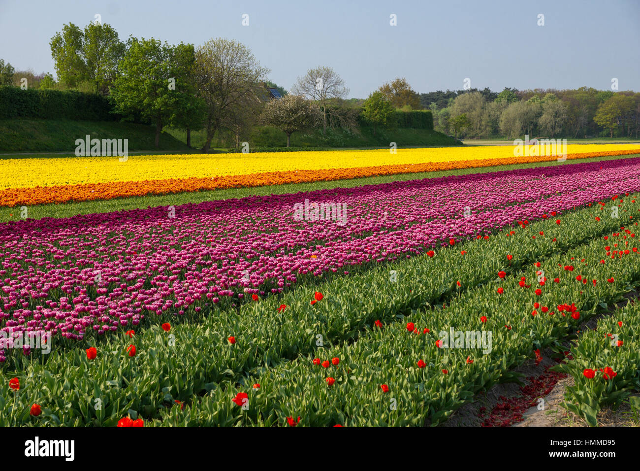 Blooming tulip fields in a dutch landscape in the Netherlands Stock ...