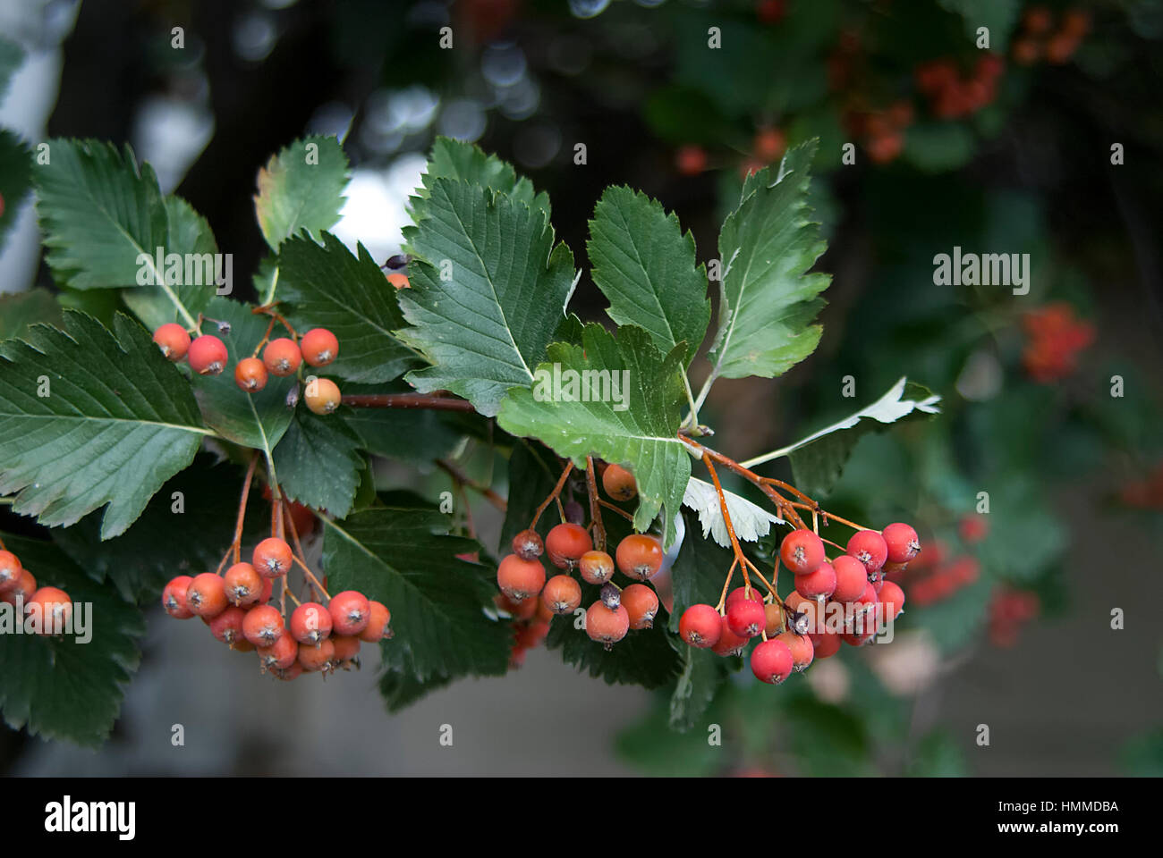 red mountain ash on branch close up Stock Photo