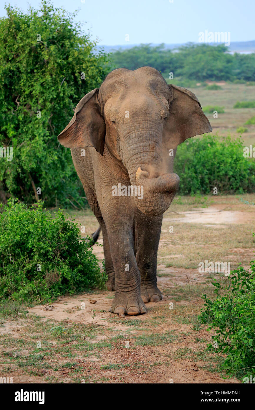 Asiatischer elefant hi-res stock photography and images - Alamy