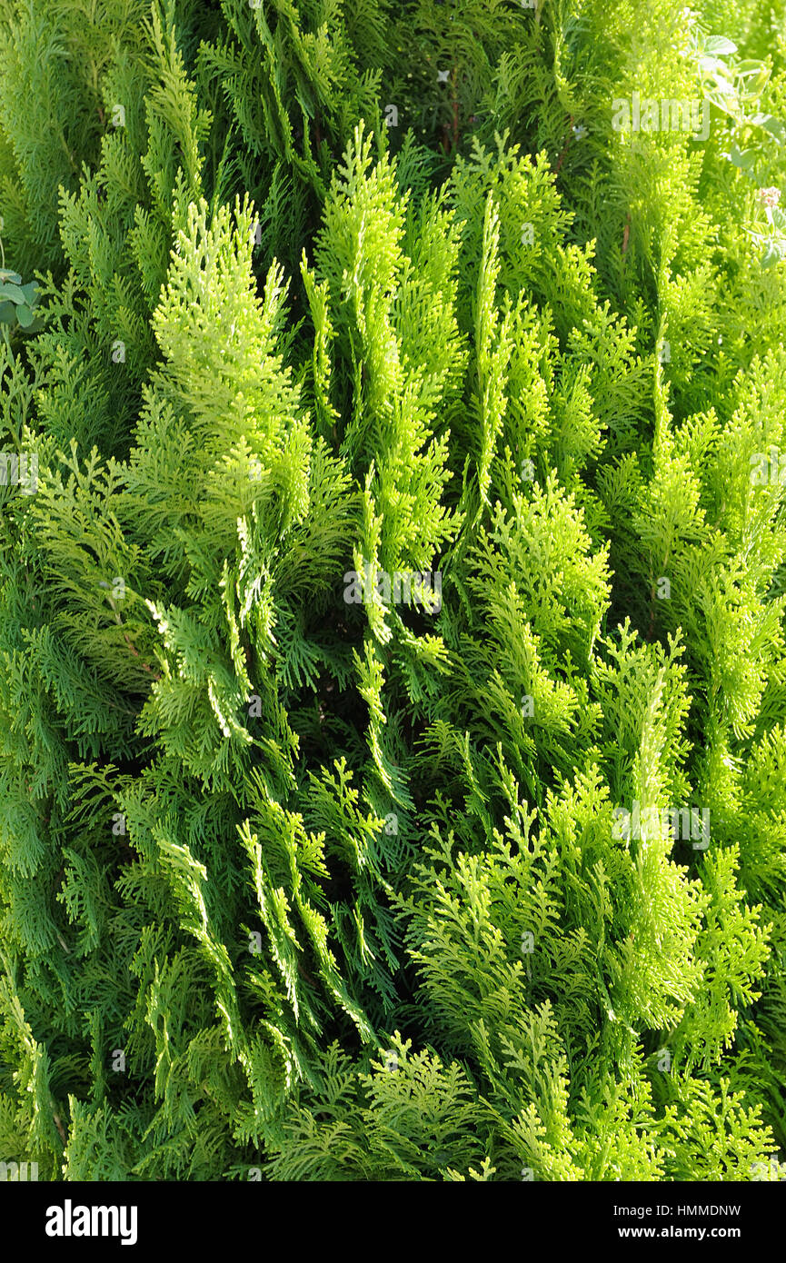 Bright fresh green branches of coniferous tree Thuja Stock Photo