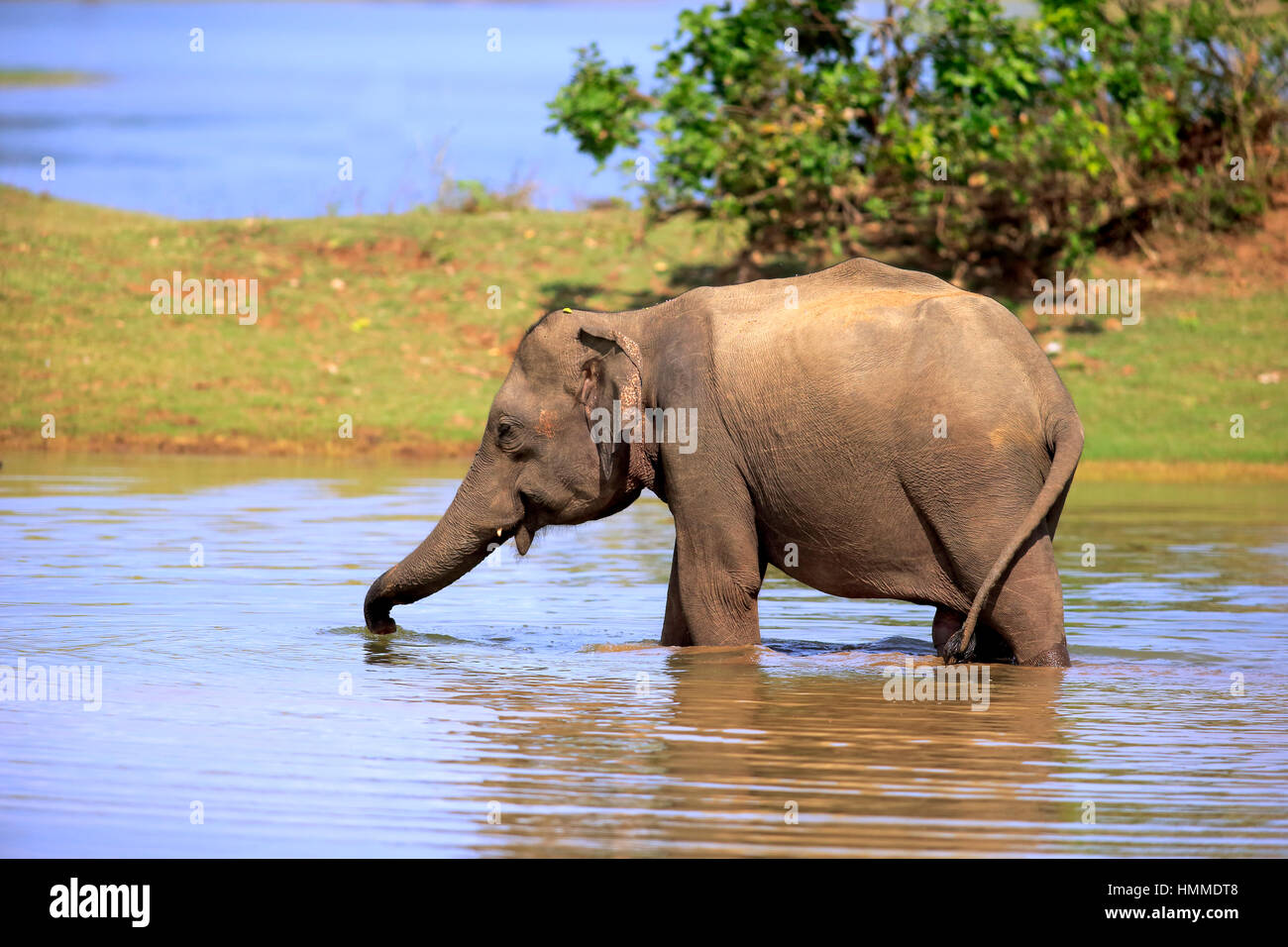 Sri Lankan Elephant, (Elephas maximus maximus), Asian Elephant, adult male in water, Udawalawe Nationalpark, Sri Lanka, Asia Stock Photo
