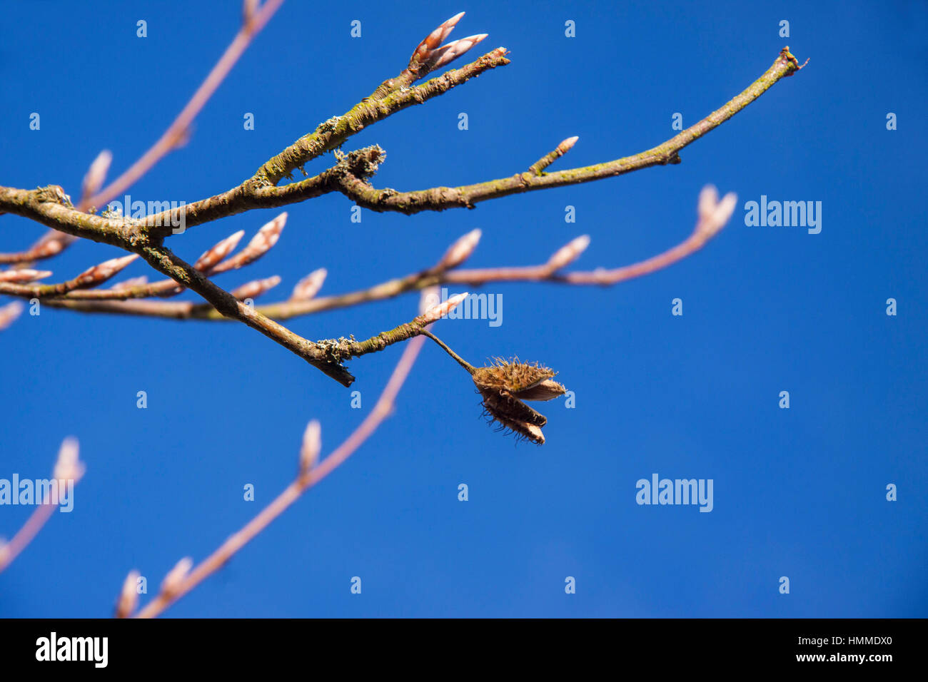 An opened beech nut on a beech tree with buds just starting to form in February. Stock Photo