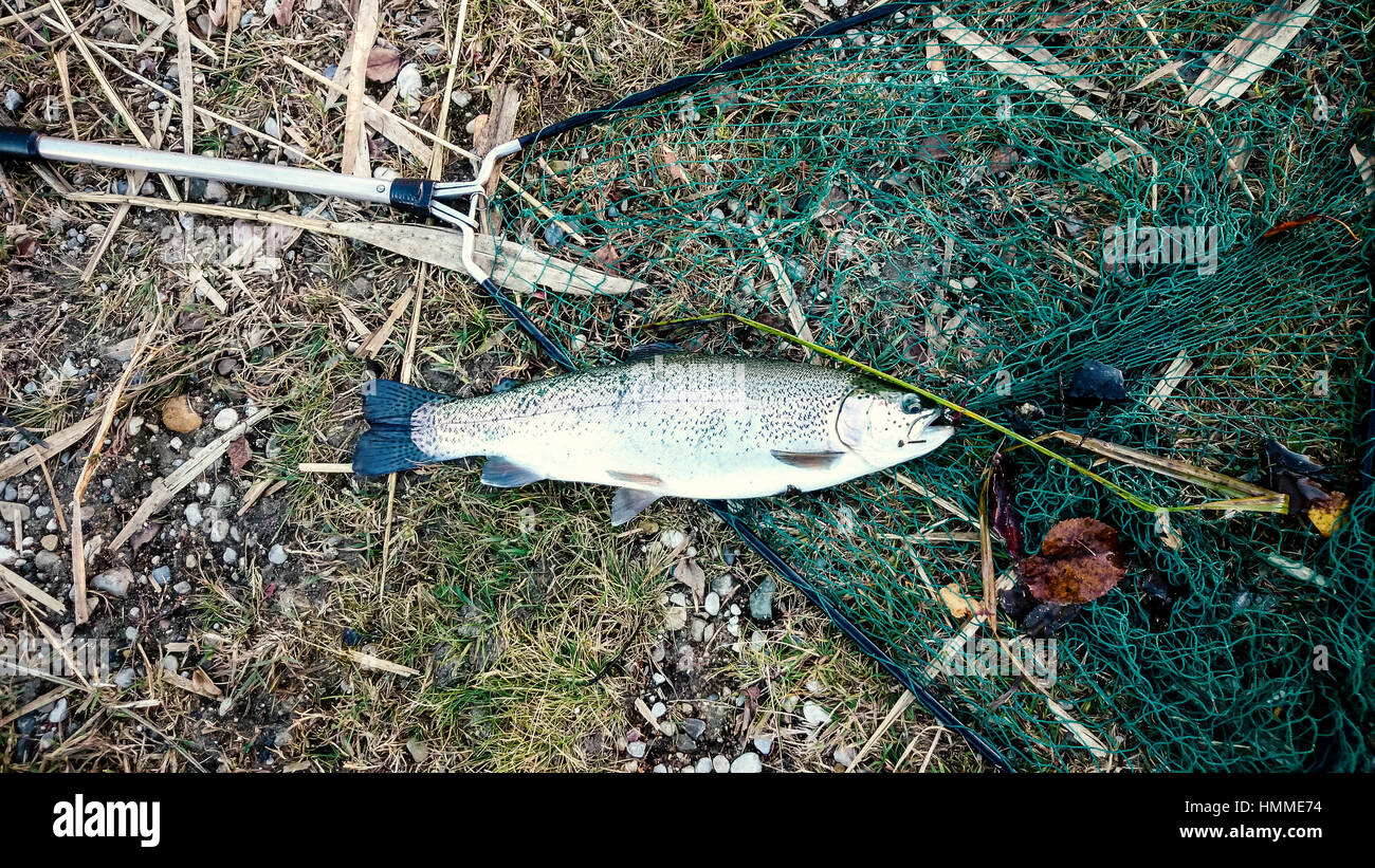 Landing freshly caught fish hi-res stock photography and images - Alamy