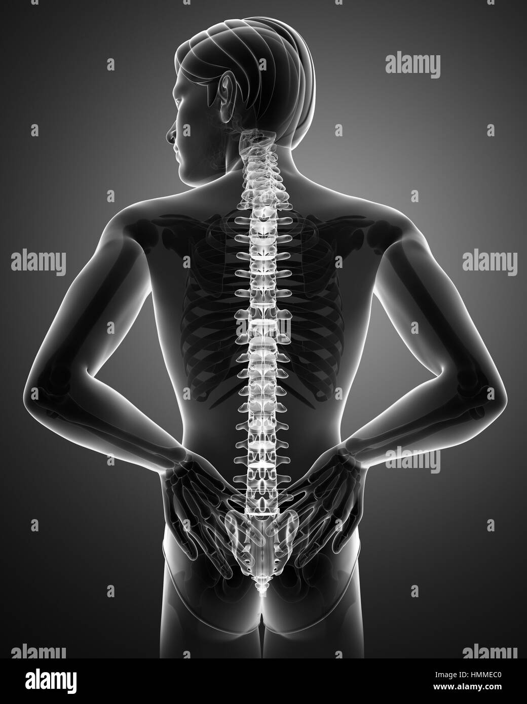 Male body anatomy muscle skeleton Black and White Stock Photos & Images ...