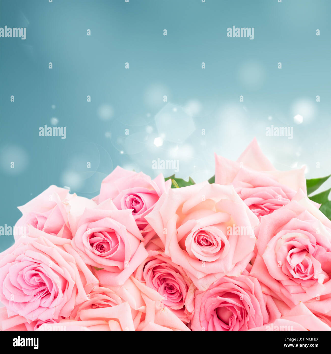 Pink blooming roses Stock Photo - Alamy