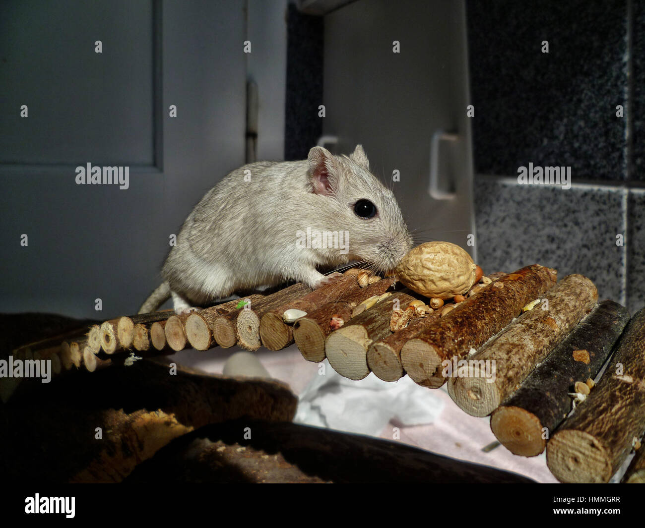 Cute gerbil on wooden bridge Stock Photo