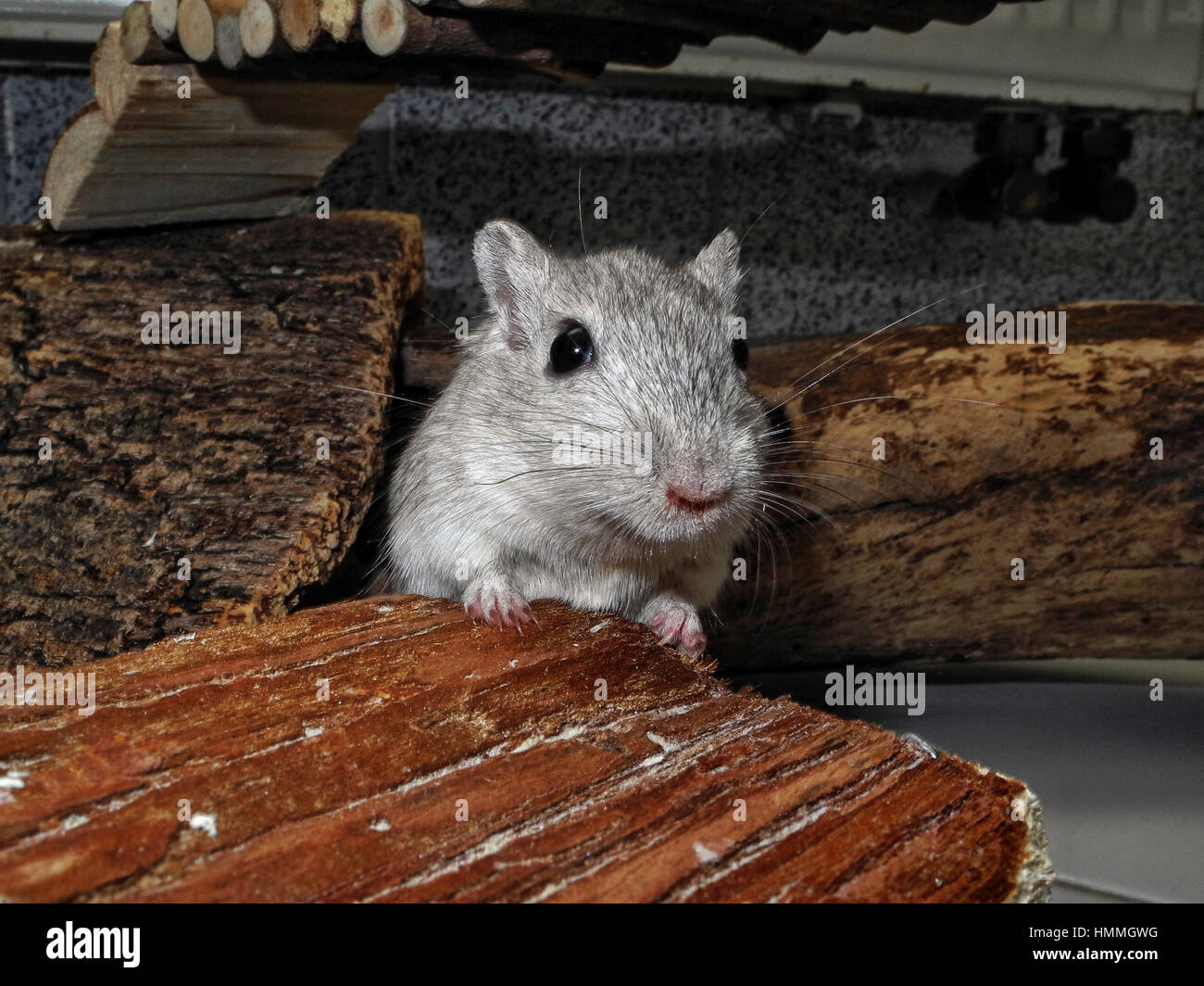 Gerbil on pet house Stock Photo Alamy