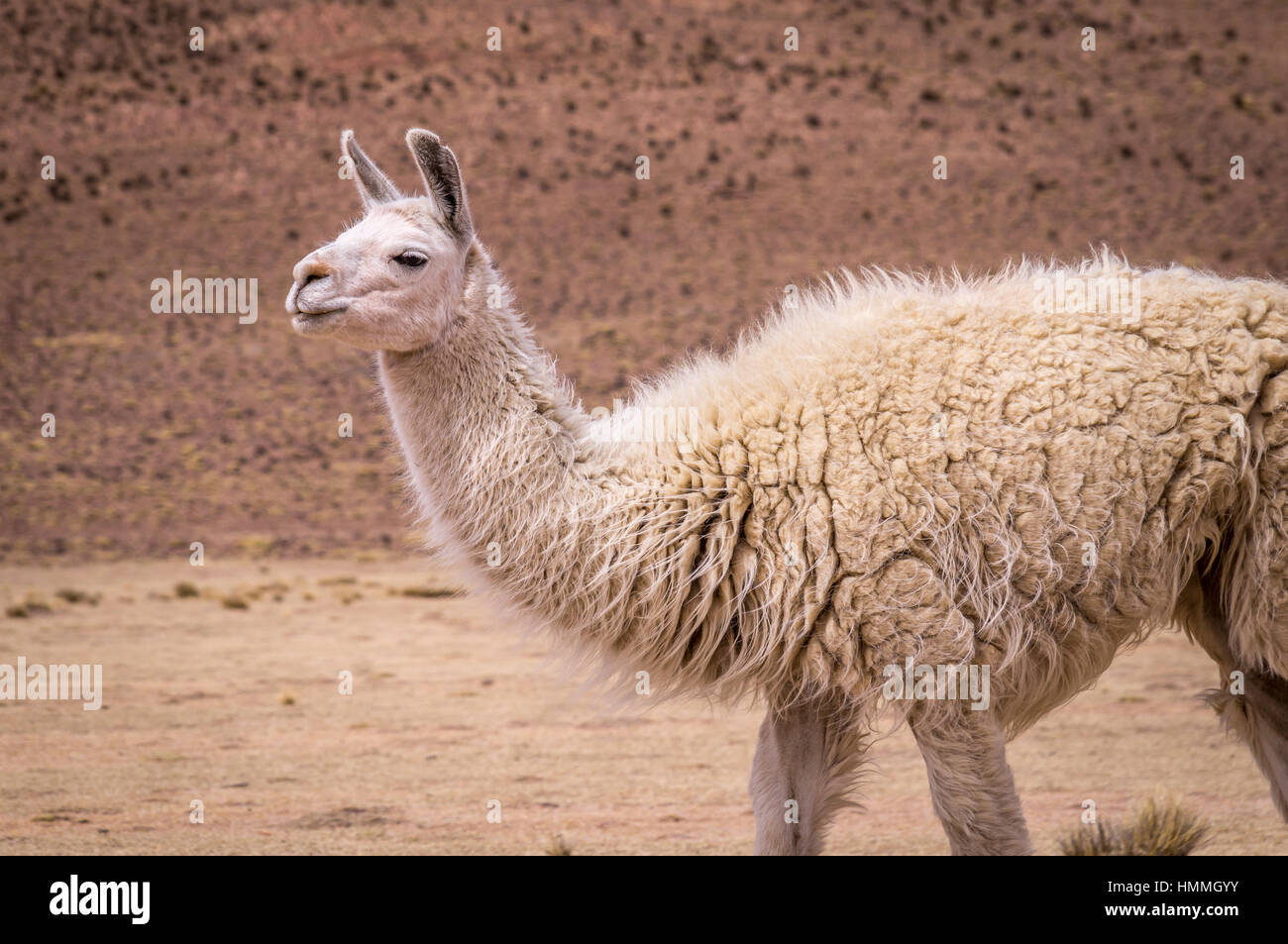 Lama Alpaca in altiplano Stock Photo