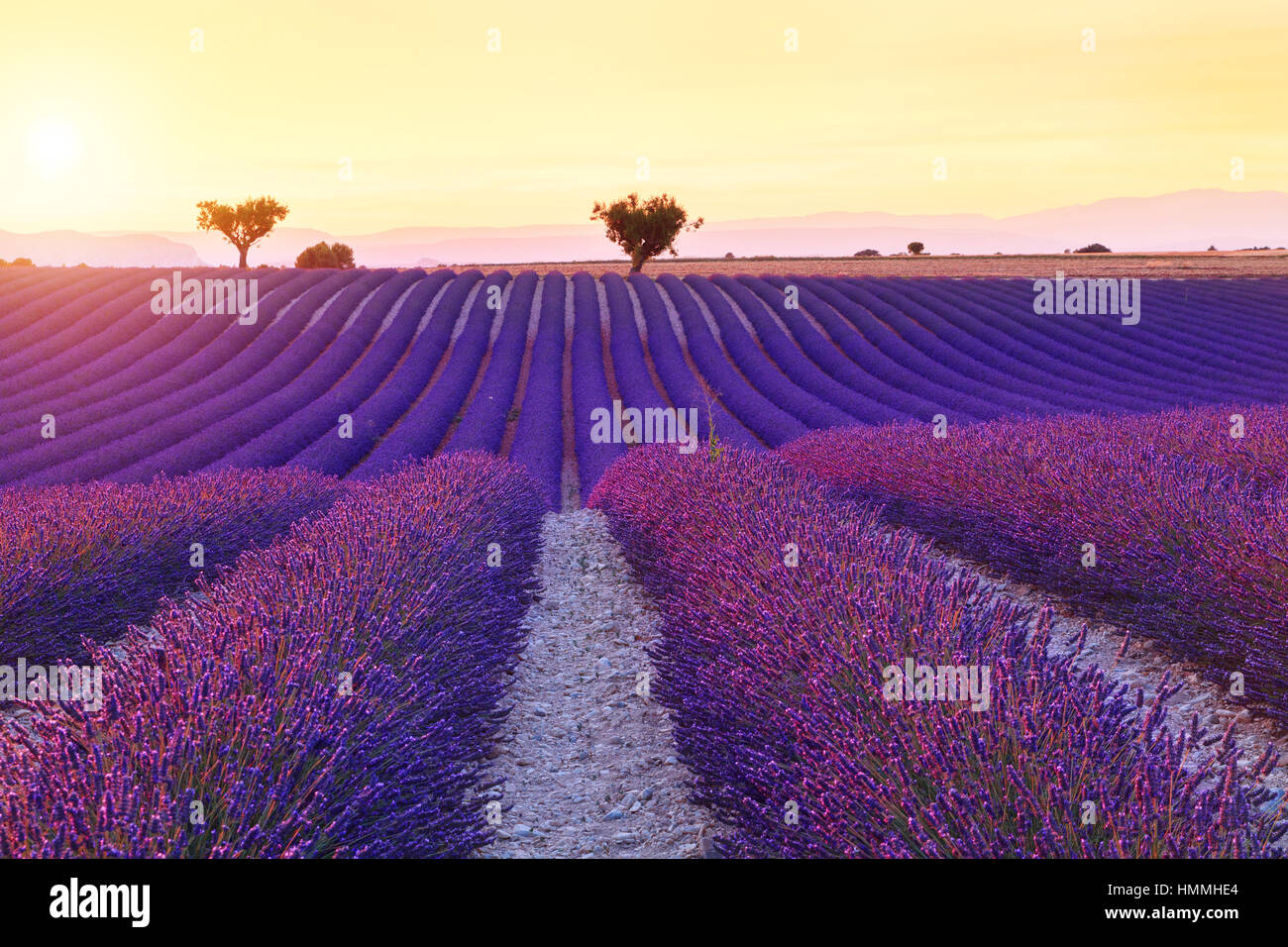 Beautiful colors purple lavender fields near Valensole, Provence in France Stock Photo