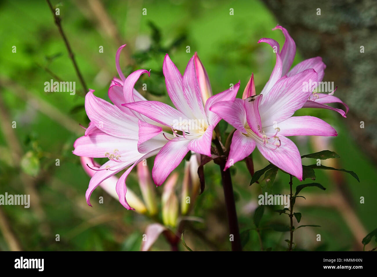 Belladona Lily (Amaryllis belladonna), flowers, Cornwall, England, UK