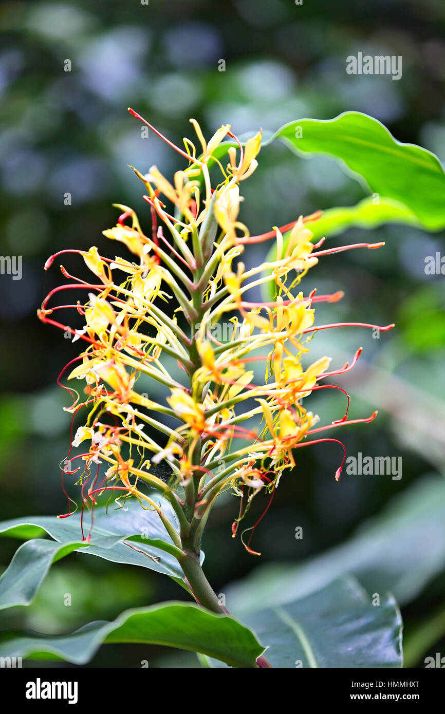 Yellow Ginger Lily Flowers Hedychium Sp Cornwall England Uk Stock Photo Alamy