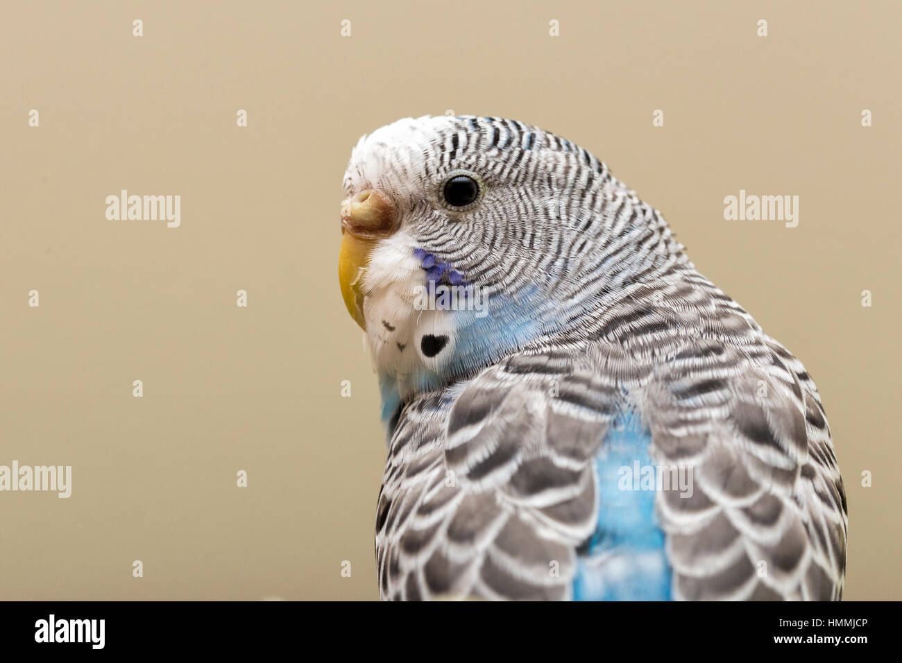 green rumped parrotlet for sale