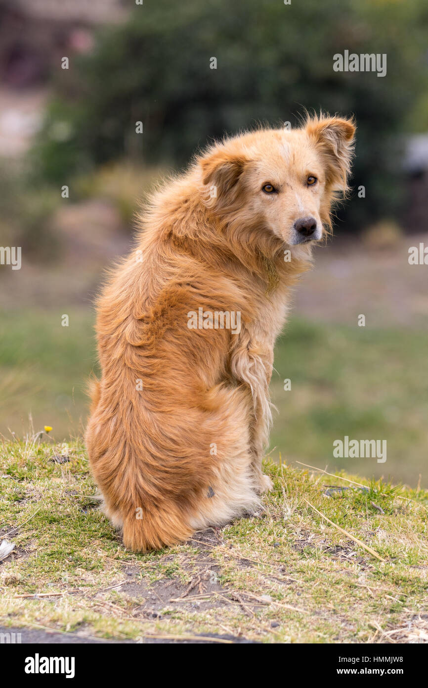 Ecuador, South America, animal, canine, dog, furry, mammal, outdoors, pet, sit, stray Stock Photo