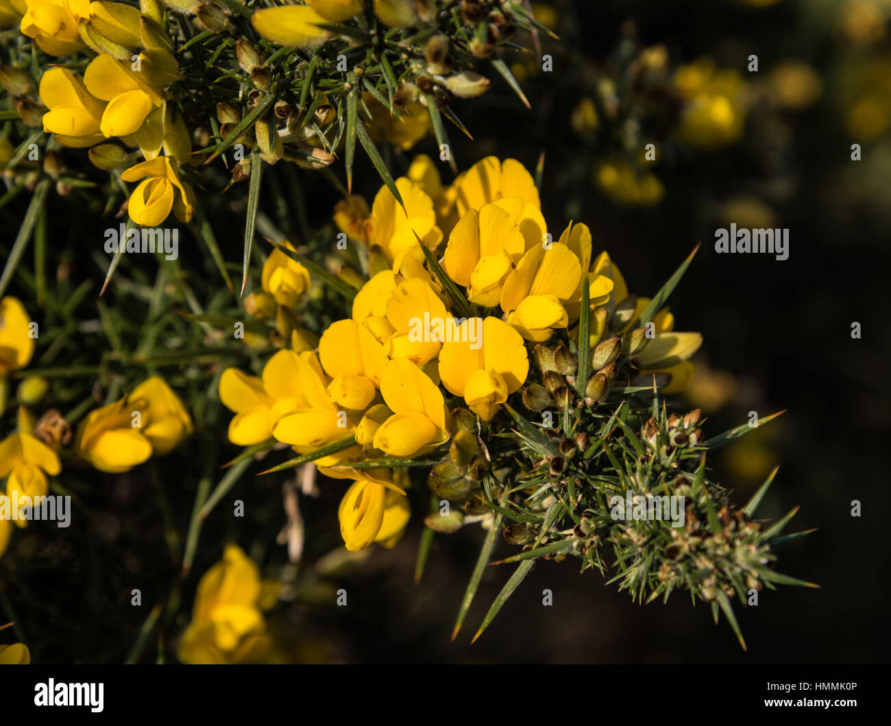 Gorse in flower. Stock Photo
