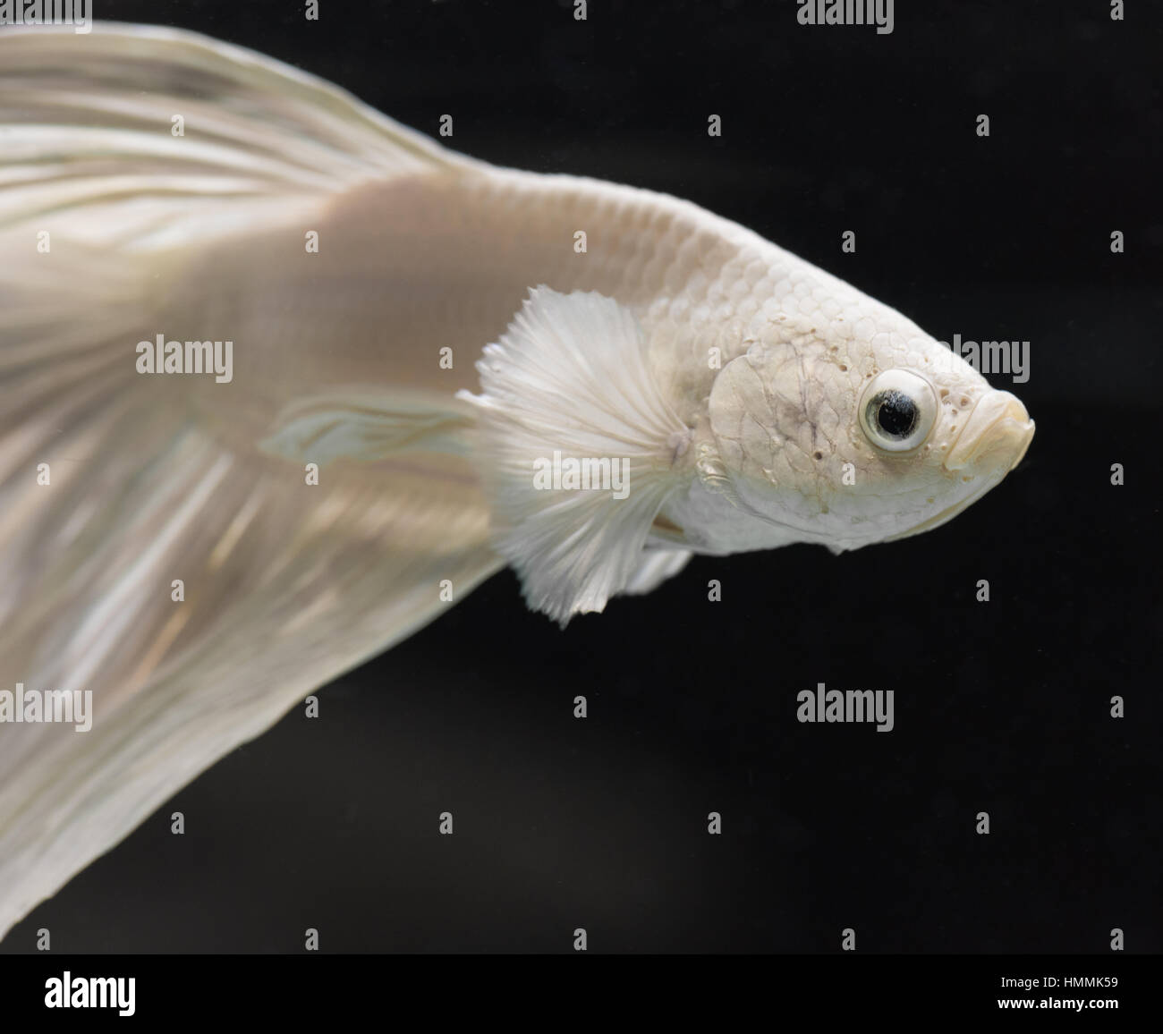 Betta Splendens (Siamese Fighting Fish). Platinum half-moon dumbo male. Stock Photo