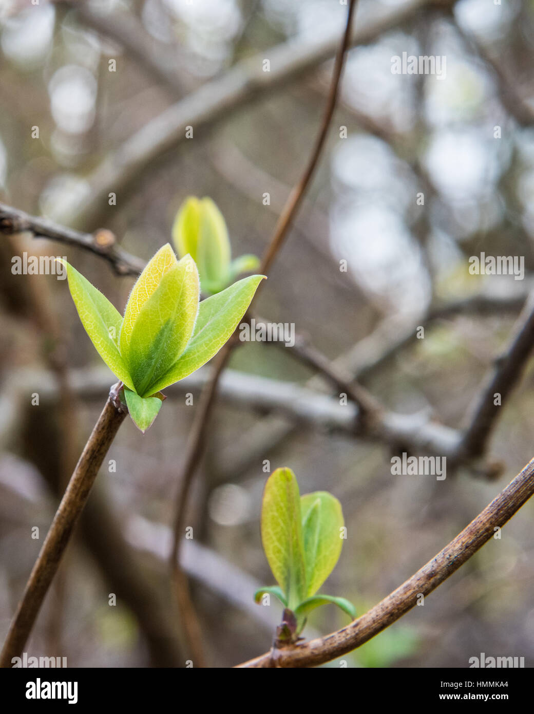 Spring tree shoots. Stock Photo