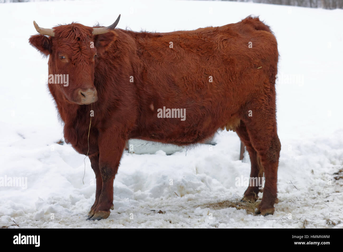 Livestock farming in winter Stock Photo