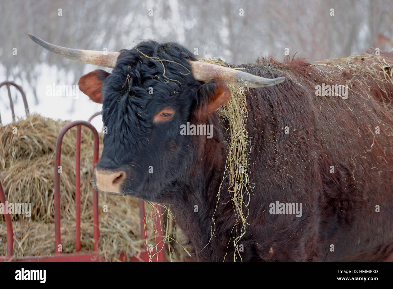 Hay Feeder Stock Photos Hay Feeder Stock Images Alamy