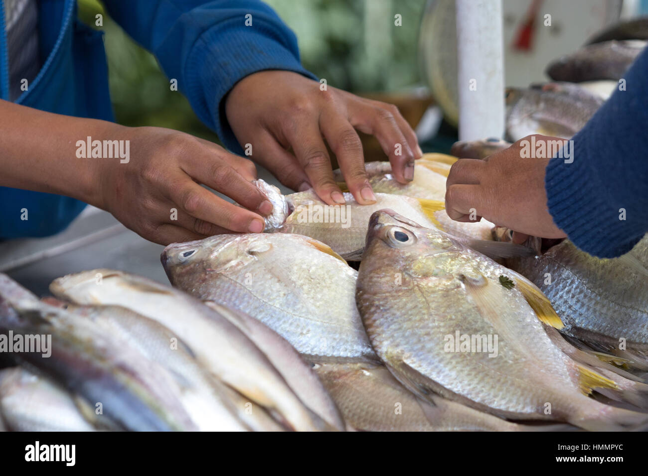 Fish Indigneous Retail fish for sale in the Otavalo indigenous market Stock Photo - Alamy