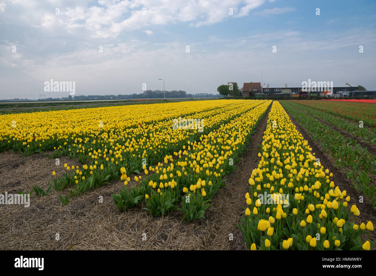 Blooming tulip fields in a dutch landscape in the Netherlands Stock ...