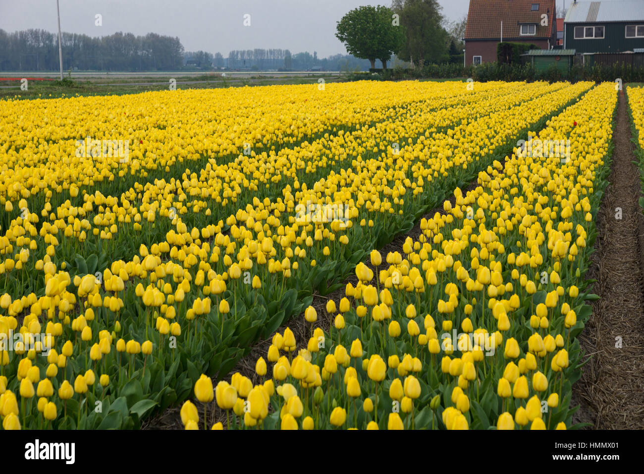 Blooming tulip fields in a dutch landscape in the Netherlands Stock ...