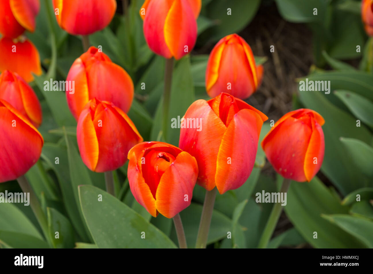 Blooming tulip fields in a dutch landscape in the Netherlands Stock ...