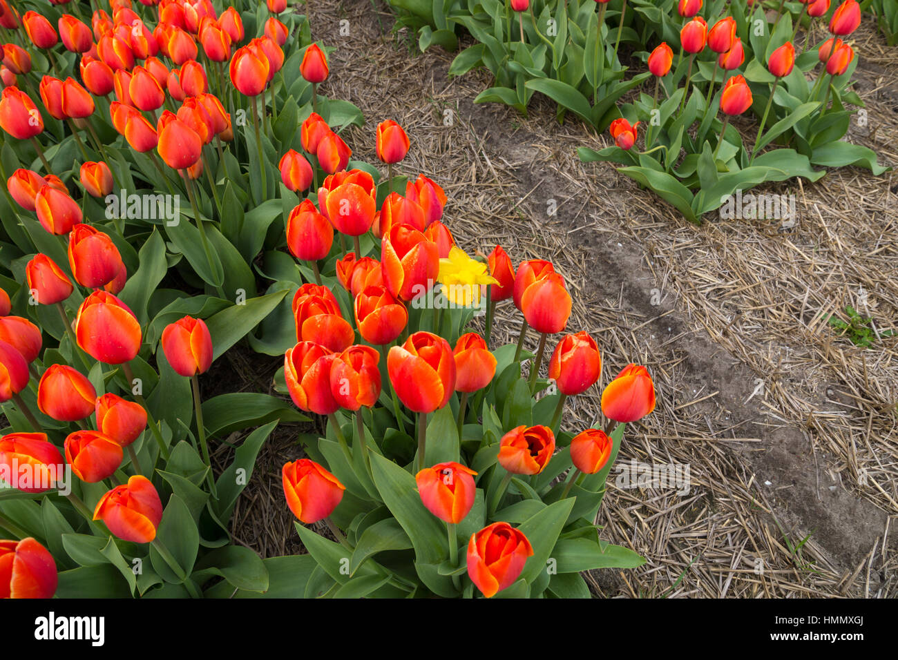 Blooming tulip fields in a dutch landscape in the Netherlands Stock ...