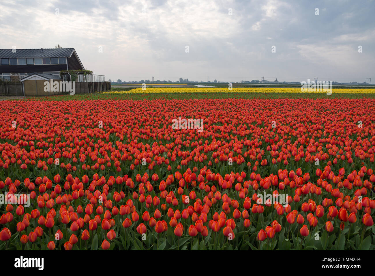 Blooming tulip fields in a dutch landscape in the Netherlands Stock ...