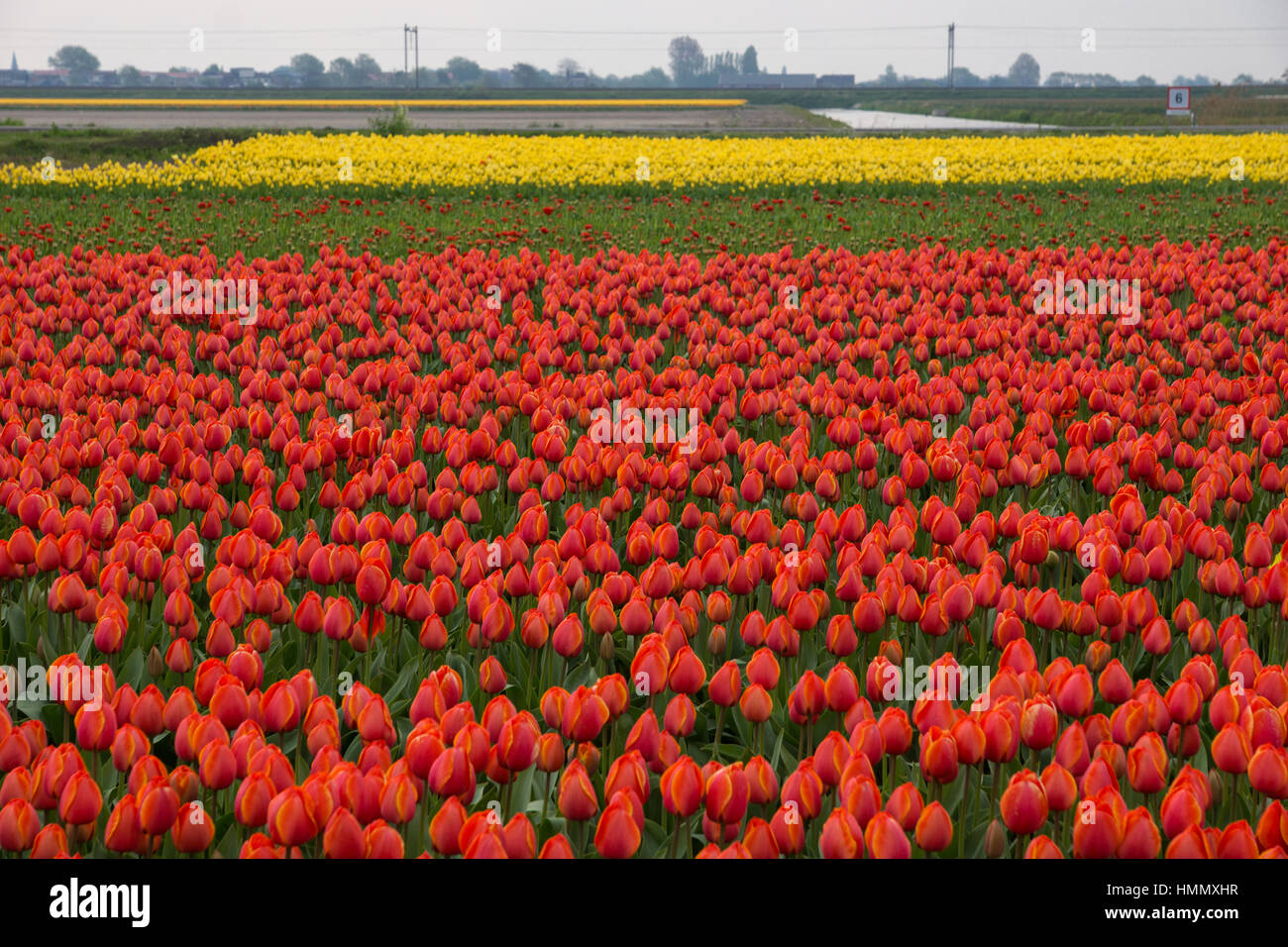 Blooming tulip fields in a dutch landscape in the Netherlands Stock ...
