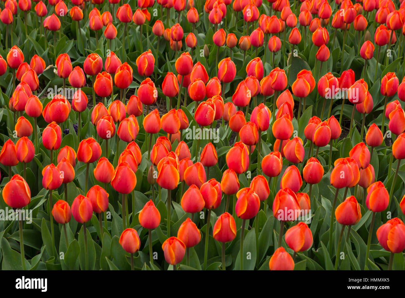 Blooming tulip fields in a dutch landscape in the Netherlands Stock ...