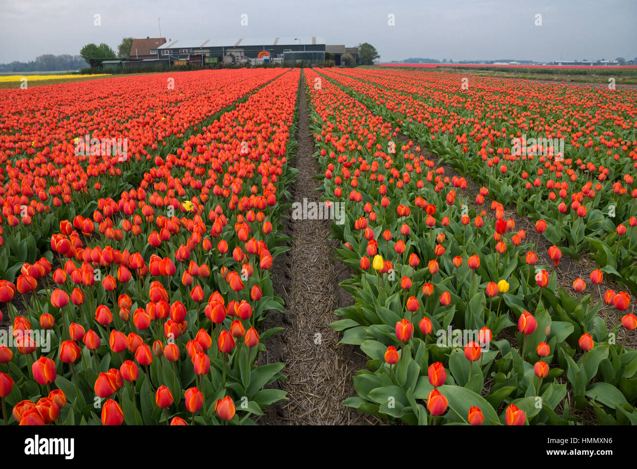 Blooming tulip fields in a dutch landscape in the Netherlands Stock ...