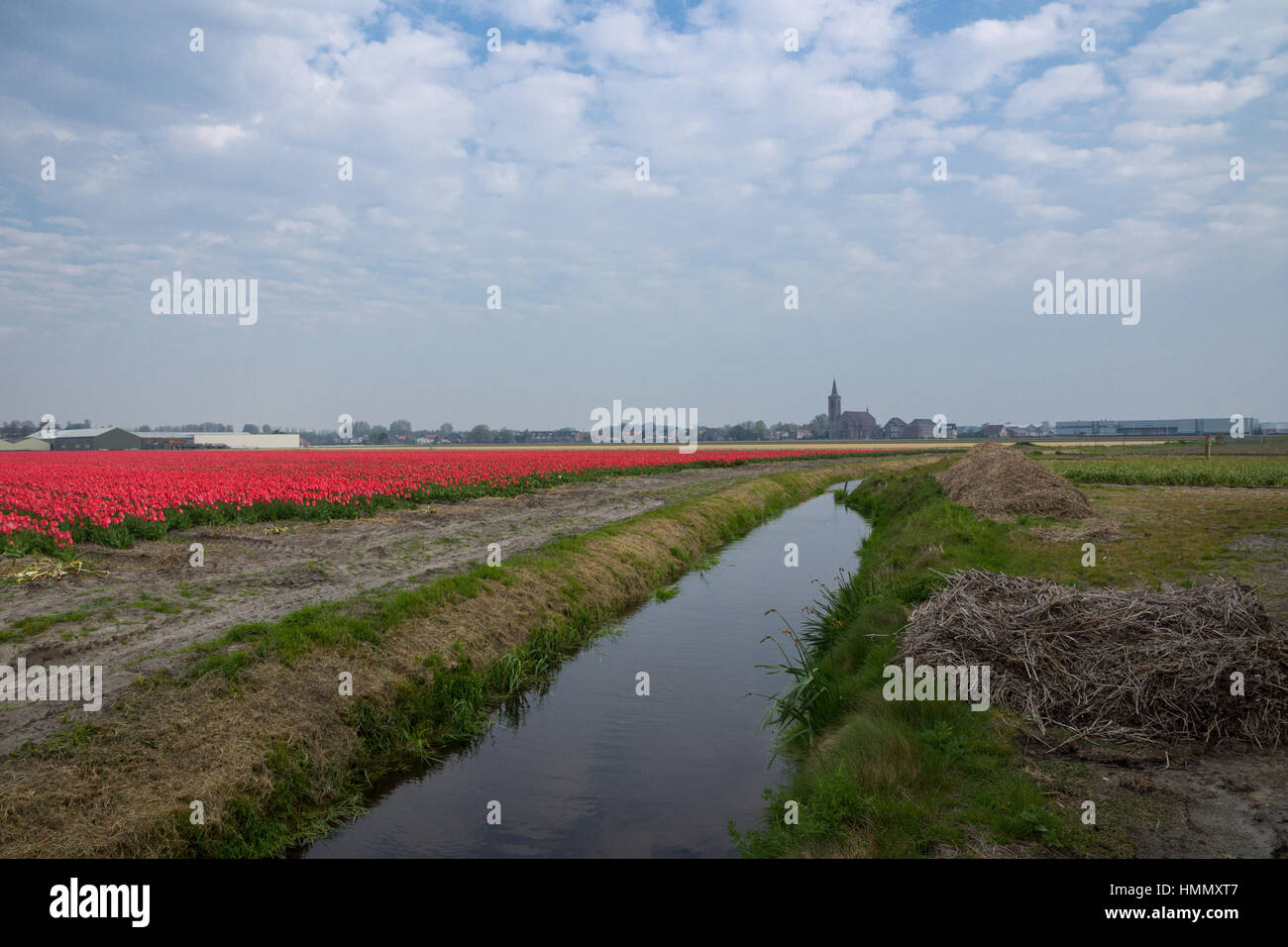 Blooming tulip fields in a dutch landscape in the Netherlands Stock ...