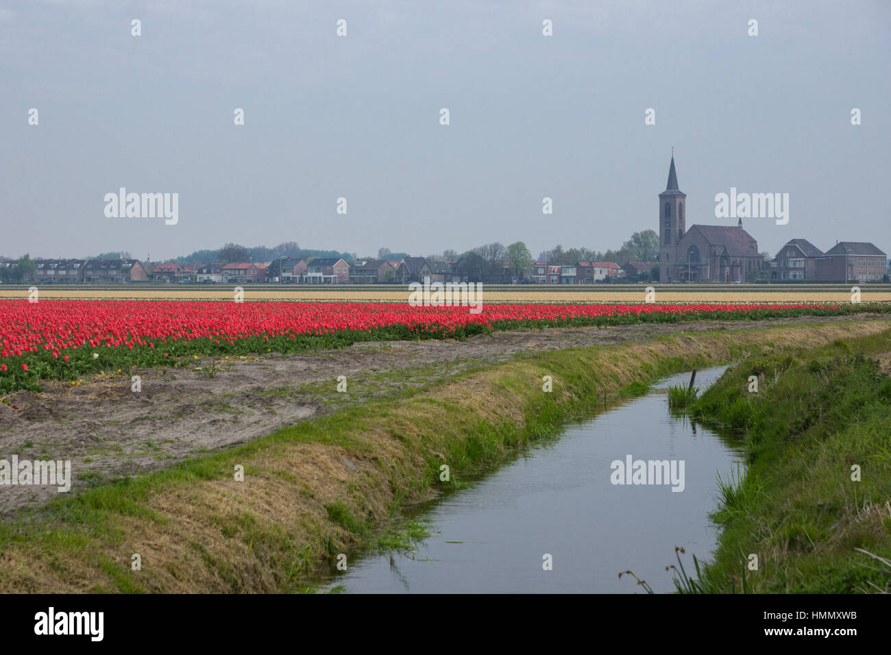 Blooming tulip fields in a dutch landscape in the Netherlands Stock ...