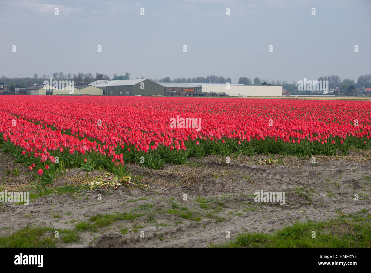 Blooming tulip fields in a dutch landscape in the Netherlands Stock ...