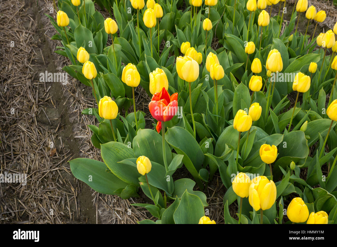 Blooming tulip fields in a dutch landscape in the Netherlands Stock ...