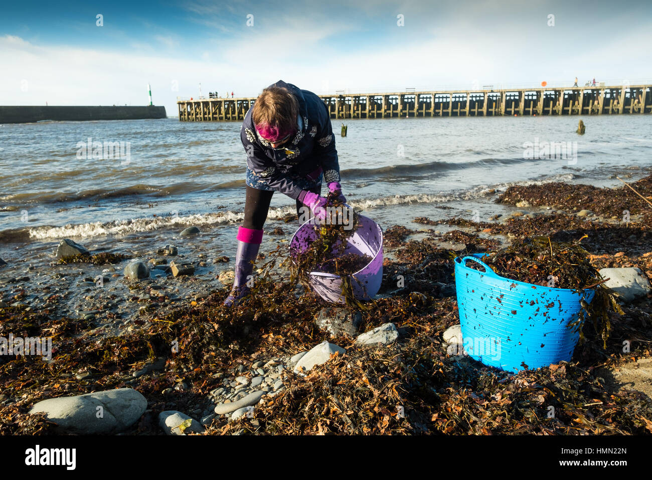Aberystwyth Wales UK, Saturday 04 February 2017  After two days of stormy seas and huge waves, a woman gardener gathers the fronds of seaweed washed up by the gales on the beach at Aberystwyth to use as an organic fertilizer and mulch on her allotment garden.   Seaweed has been used as a soil improver for centuries, particularly in coastal areas , and is a useful substitute for farmyard manure.   Seaweed contains several useful plant nutrients, including nitrogen, potassium, phosphate and magnesium   photo ©Keith Morris / Alamy Live News Stock Photo