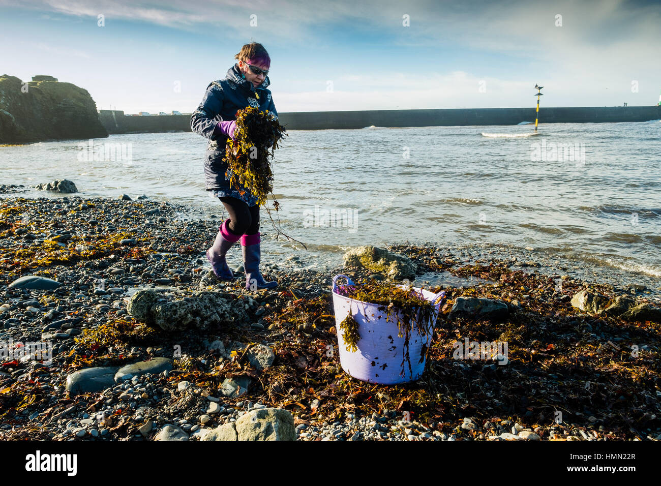 Aberystwyth Wales UK, Saturday 04 February 2017  After two days of stormy seas and huge waves, a woman gardener gathers the fronds of seaweed washed up by the gales on the beach at Aberystwyth to use as an organic fertilizer and mulch on her allotment garden.   Seaweed has been used as a soil improver for centuries, particularly in coastal areas , and is a useful substitute for farmyard manure.   Seaweed contains several useful plant nutrients, including nitrogen, potassium, phosphate and magnesium   photo ©Keith Morris / Alamy Live News Stock Photo