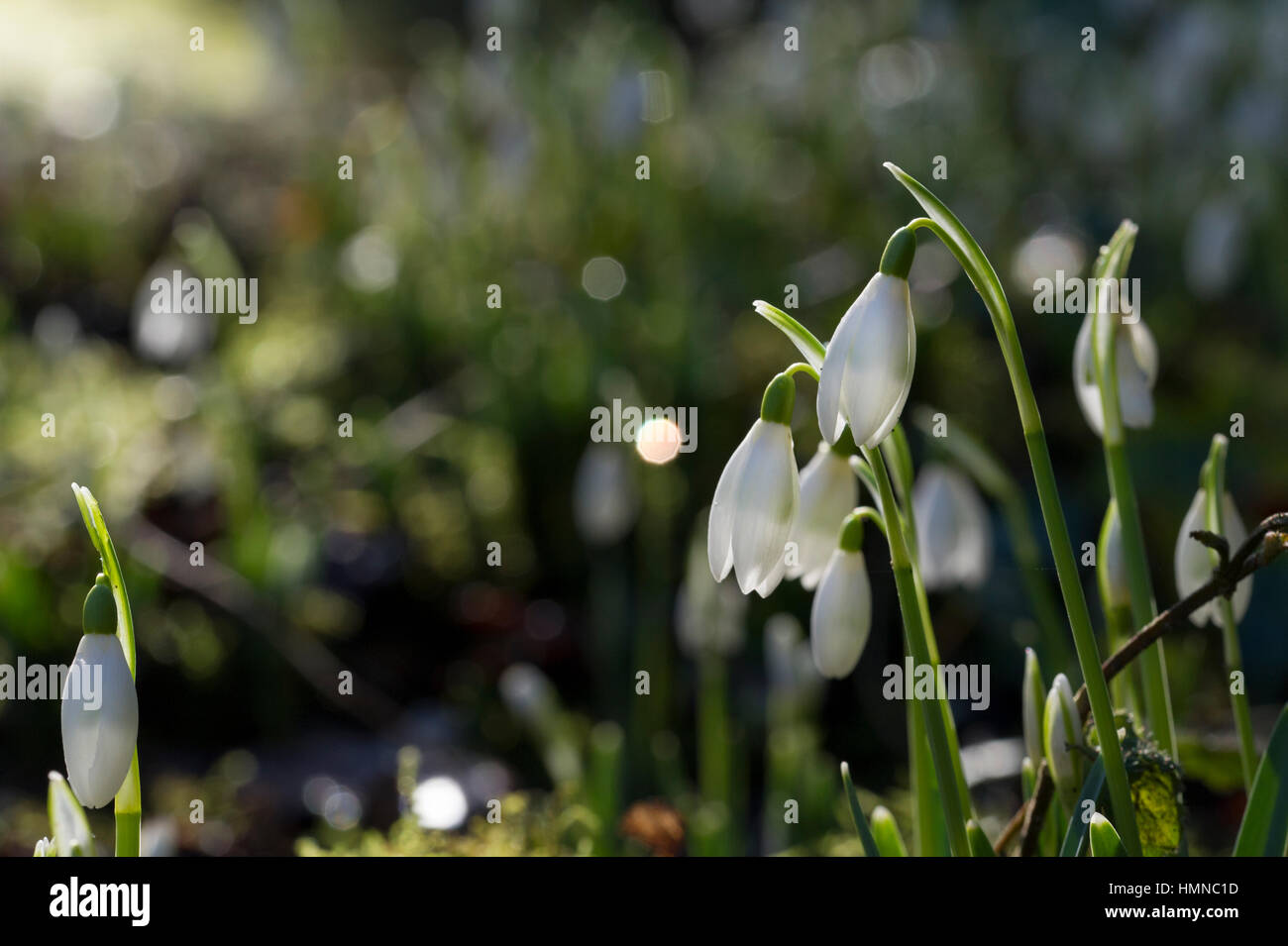 Common Snowdrops (Galanthus nivalis) backlit by the morning sunlight in the gardens of Burton Agnes Hall in East Yorkshire Stock Photo