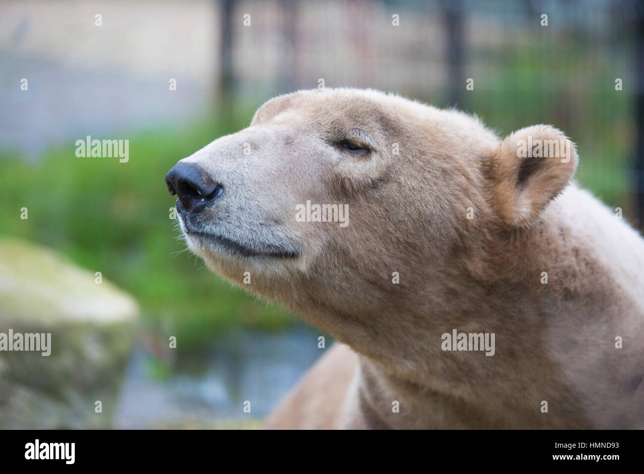sleepy bear Stock Photo