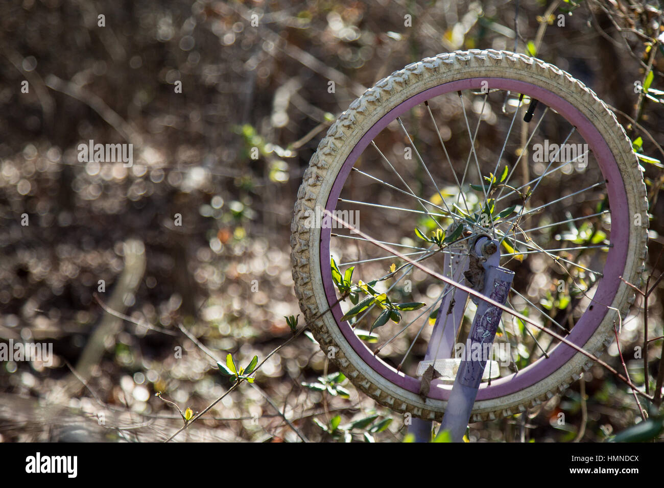 Vines take over a used bicycle that was abandoned in the woods. Stock Photo