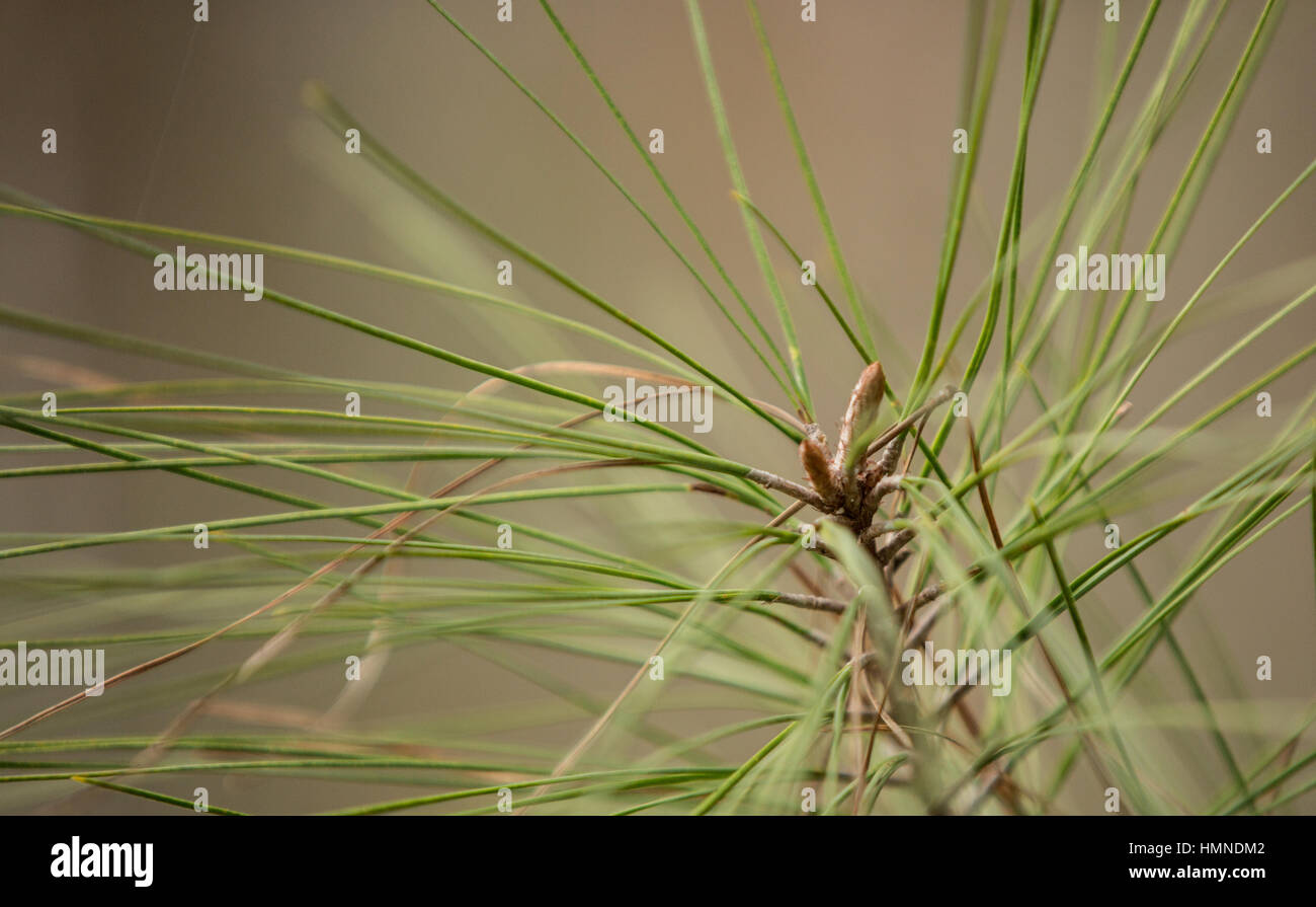 Close up view of the long leaf pine tree in North Carolina. Stock Photo