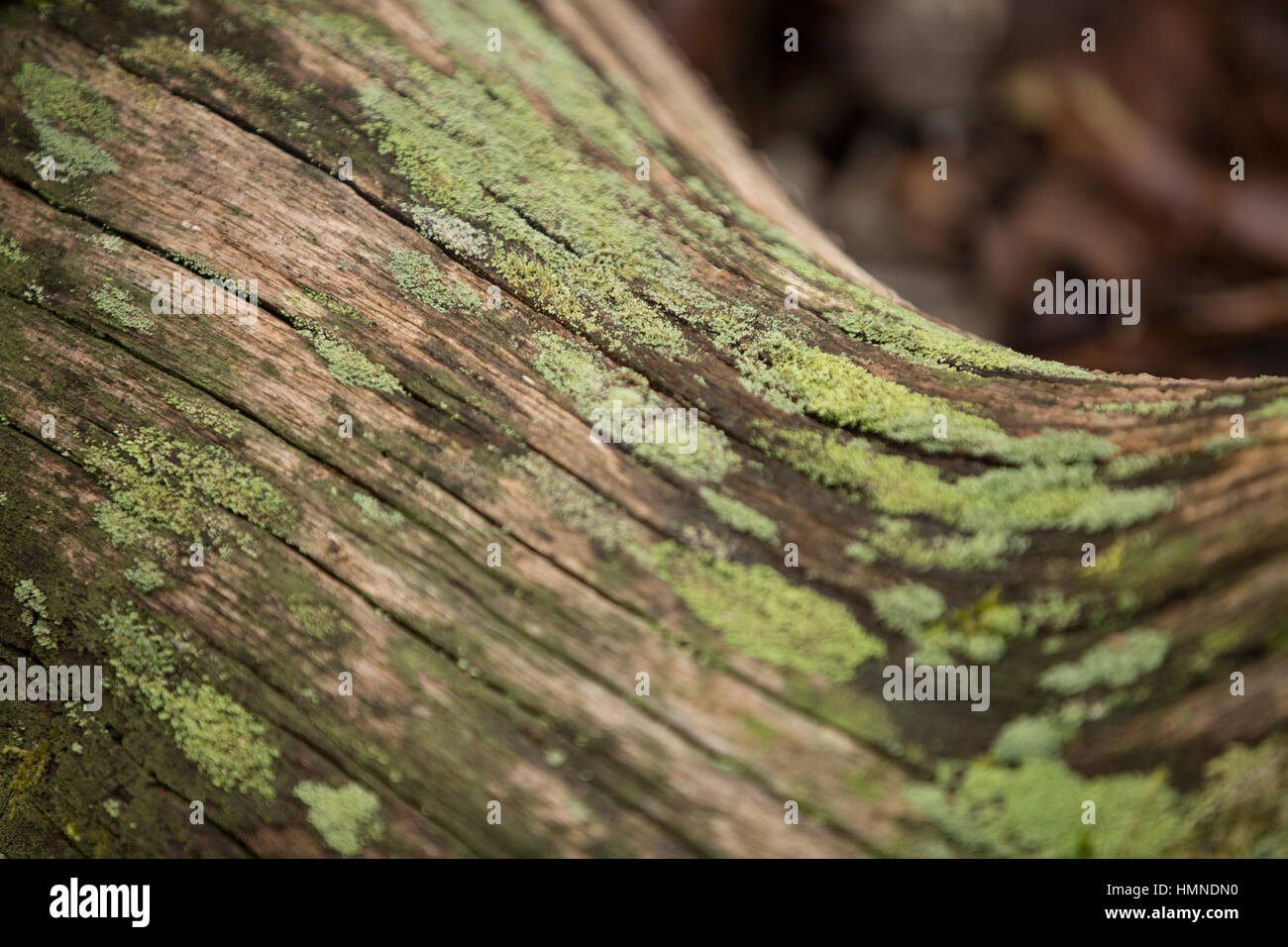 Moss grows on a fallen dead tree. Stock Photo