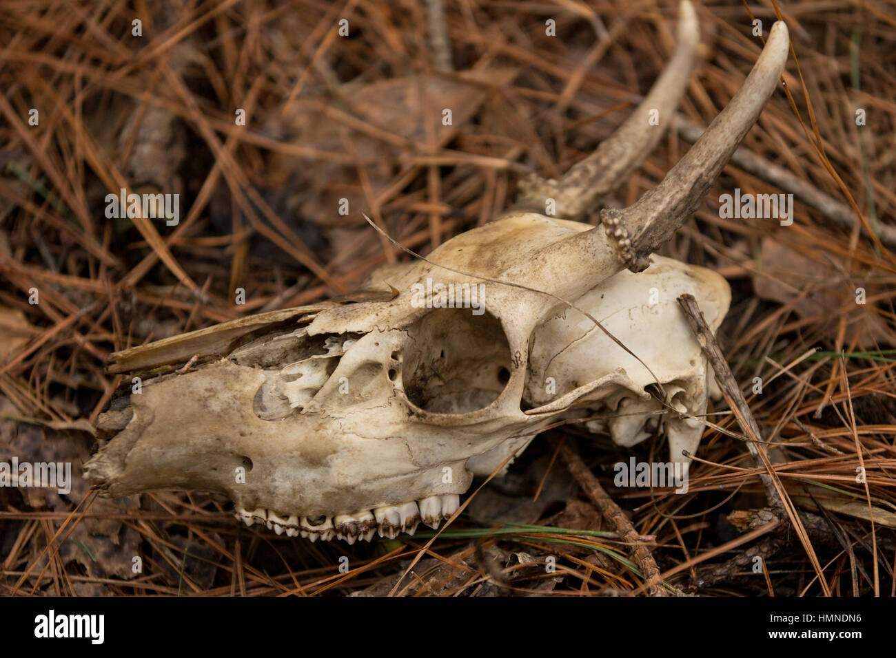 A deer skull found in decay in the woods in North Carolina. Stock Photo