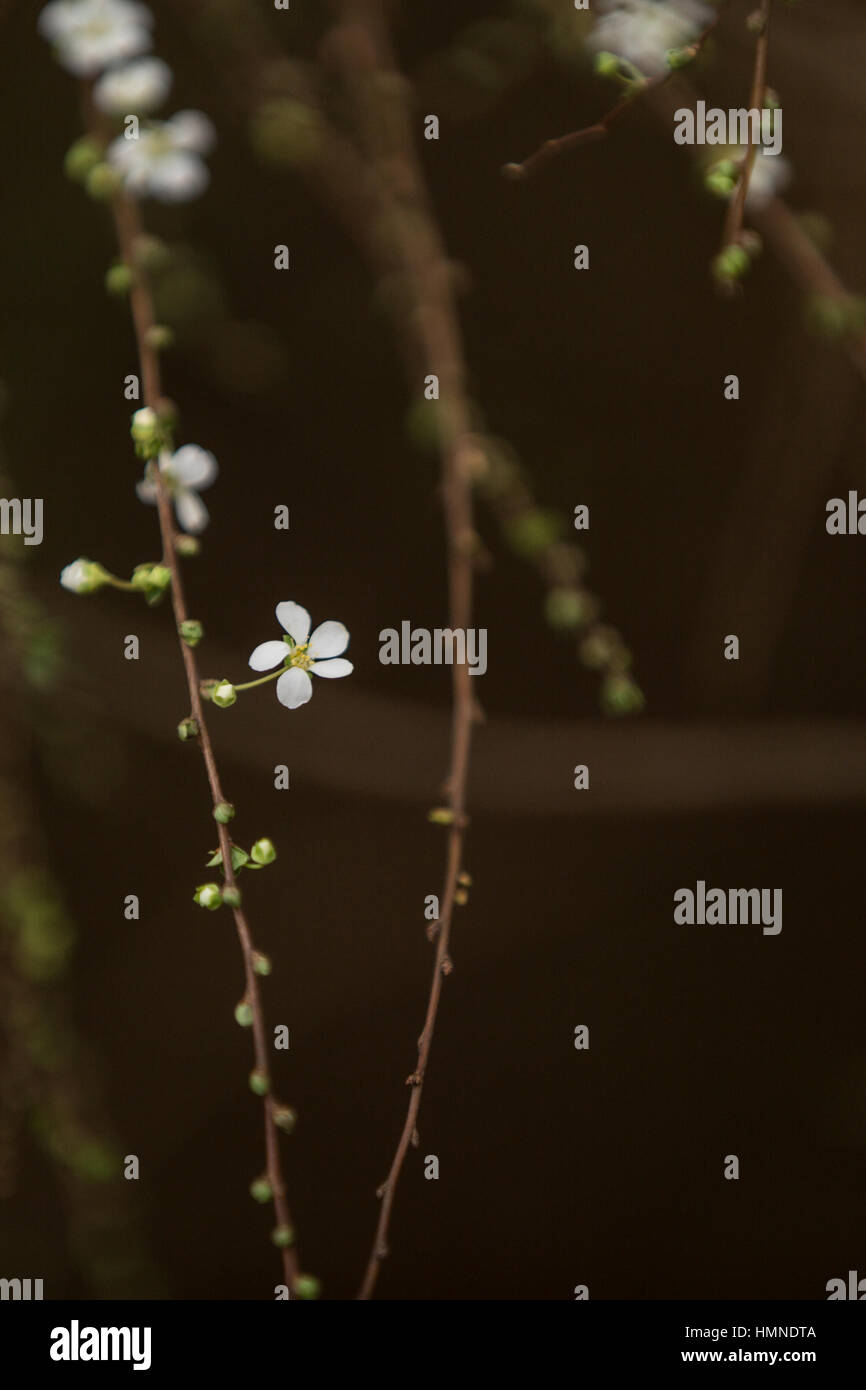 Small white flowers bloom in early winter. Stock Photo