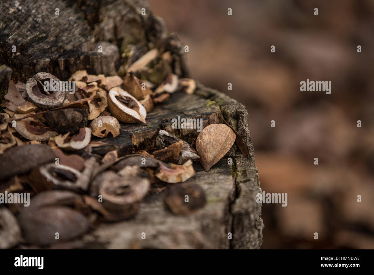 Some nut shells sitting on an old stump Stock Photo Alamy