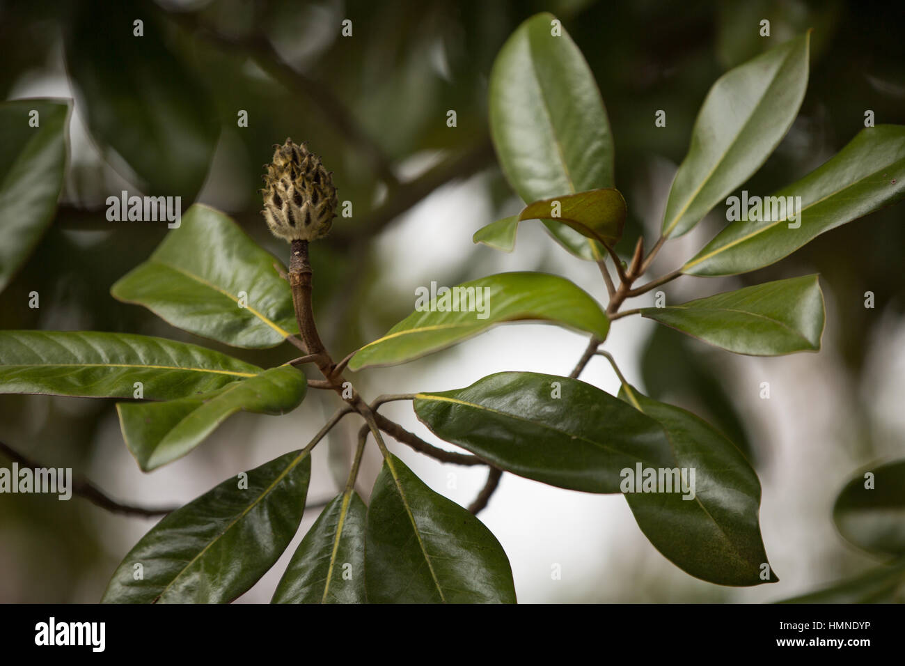 The branches of a magnolia tree in natural light. Stock Photo