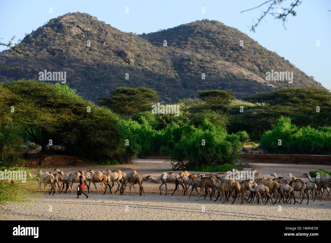 KENYA Marsabit, Samburu pastoral tribe, Samburu village Ngurunit