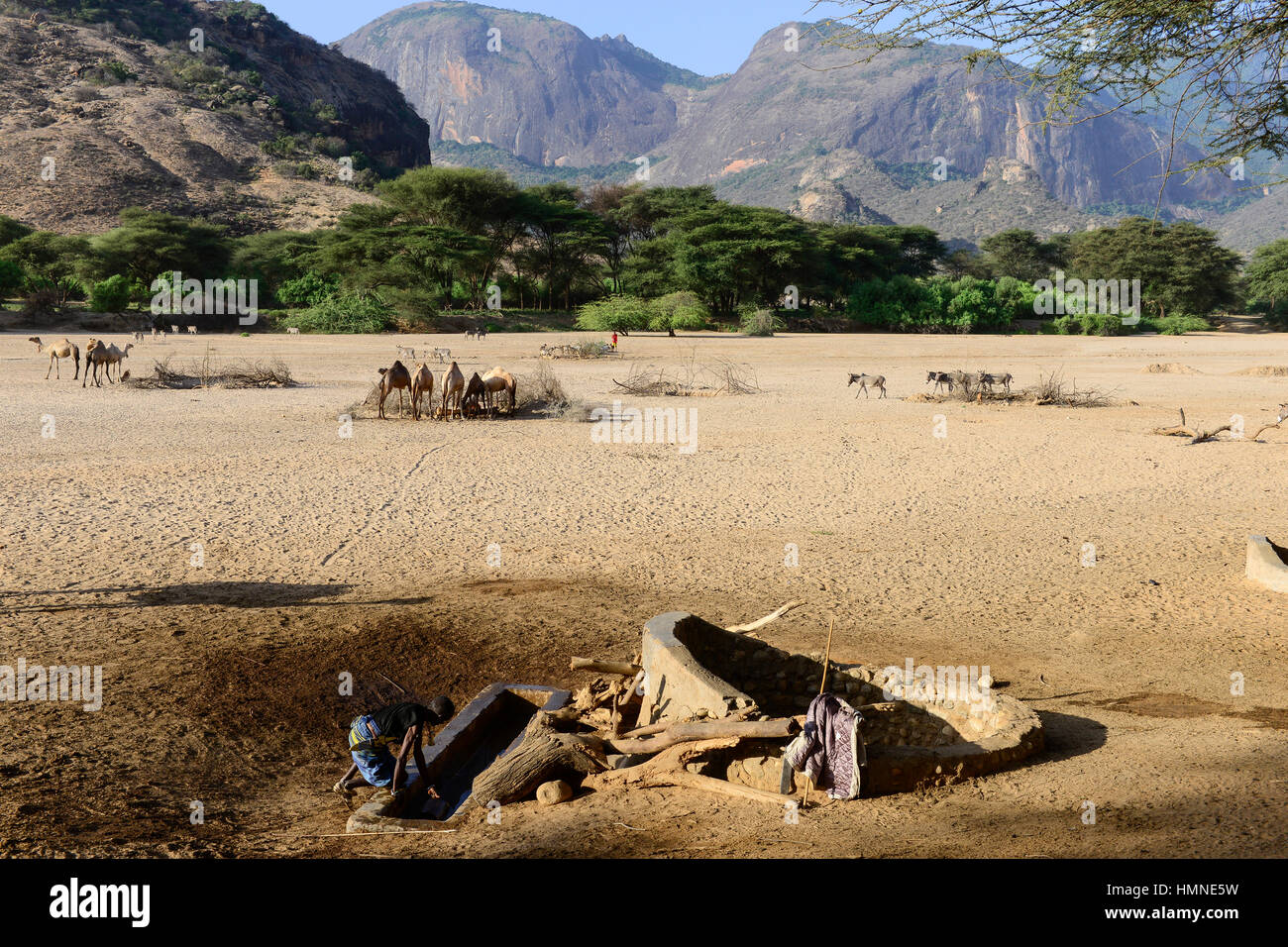 KENYA Marsabit, Samburu pastoral tribe, Samburu village Ngurunit, camels get water from water hole fenced with thorn shrub in dry river bed of river Ngurunit / KENIA, Marsabit, Samburu Dorf Ngurunit, Kamele an einer Traenke im trockenen Flussbett des Flusses Ngurunit Stock Photo