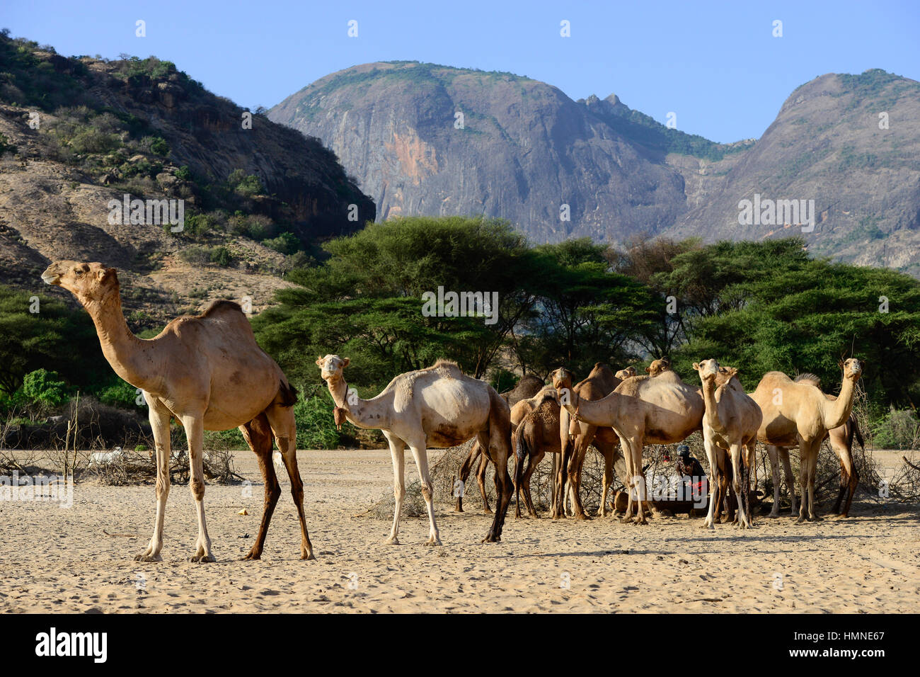 KENYA Marsabit, Samburu pastoral tribe, Samburu village Ngurunit, camels get water from water hole fenced with thorn shrub in dry river bed of river Ngurunit / KENIA, Marsabit, Samburu Dorf Ngurunit, Kamele an einer Traenke im trockenen Flussbett des Flusses Ngurunit Stock Photo