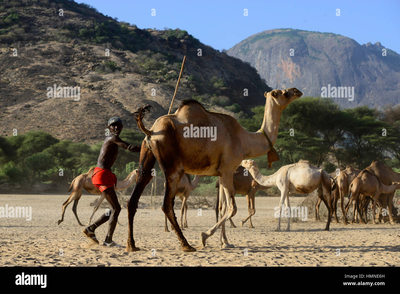 KENYA Marsabit, Samburu pastoral tribe, Samburu village Ngurunit, camels get water from water hole fenced with thorn shrub in dry river bed of river Ngurunit / KENIA, Marsabit, Samburu Dorf Ngurunit, Kamele an einer Traenke im trockenen Flussbett des Flusses Ngurunit Stock Photo